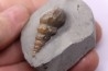 Perissoptera marginata (J. de C. Sowerby, 1836) - Middle Albian - Courcelles quarry,  Villemoyenne, Aube, FRANCE