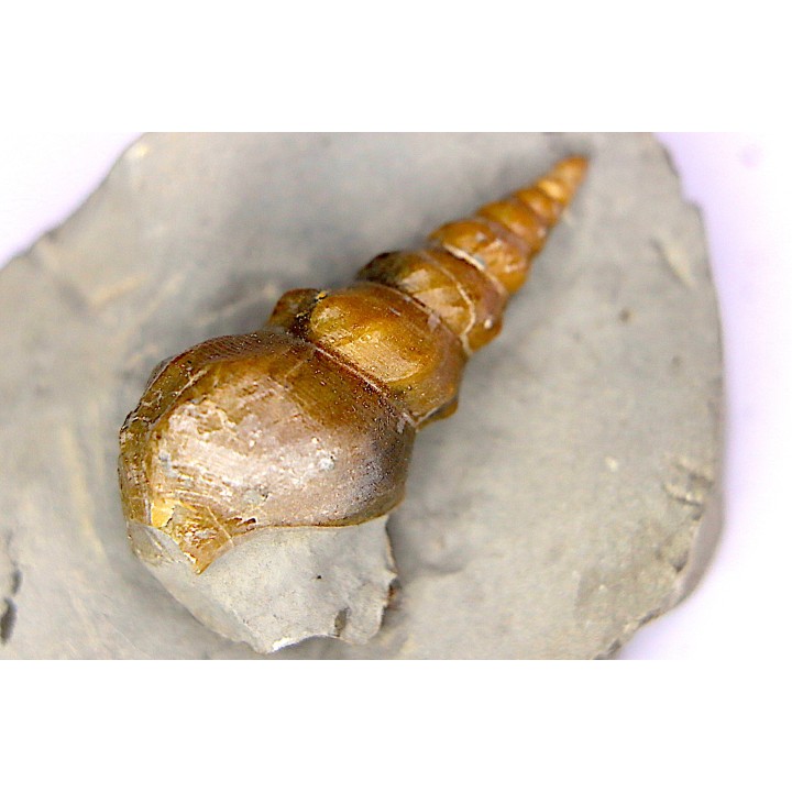 Perissoptera marginata (J. de C. Sowerby, 1836) - Albien moyen - carriere Courcelles,  Villemoyenne, Aube, FRANCE