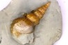 Perissoptera marginata (J. de C. Sowerby, 1836) - Albien moyen - carriere Courcelles, Villemoyenne, Aube, FRANCE