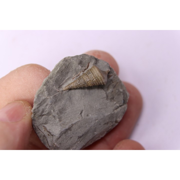 Metacerithium trimonile (Michelin, 1838)   - Middle Albian - Courcelles quarry,  Villemoyenne, Aube, FRANCE