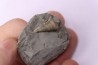 Metacerithium trimonile (Michelin, 1838)   - Middle Albian - Courcelles quarry,  Villemoyenne, Aube, FRANCE