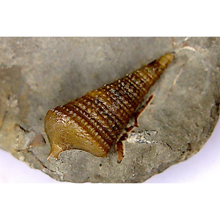 Metacerithium trimonile (Michelin, 1838)   - Middle Albian - Courcelles quarry,  Villemoyenne, Aube, FRANCE