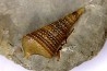 Metacerithium trimonile (Michelin, 1838)   - Middle Albian - Courcelles quarry,  Villemoyenne, Aube, FRANCE