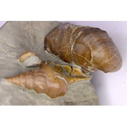 Perissoptera marginata (J. de C. Sowerby, 1836) - Albien moyen - carriere Courcelles,  Villemoyenne, Aube, FRANCE