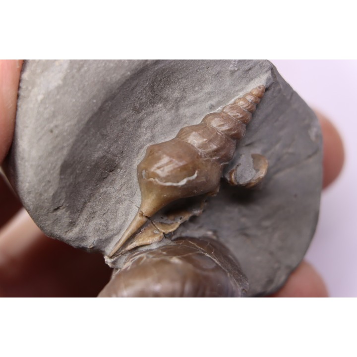 Perissoptera marginata (J. de C. Sowerby, 1836) - Middle Albian - Courcelles quarry,  Villemoyenne, Aube, FRANCE