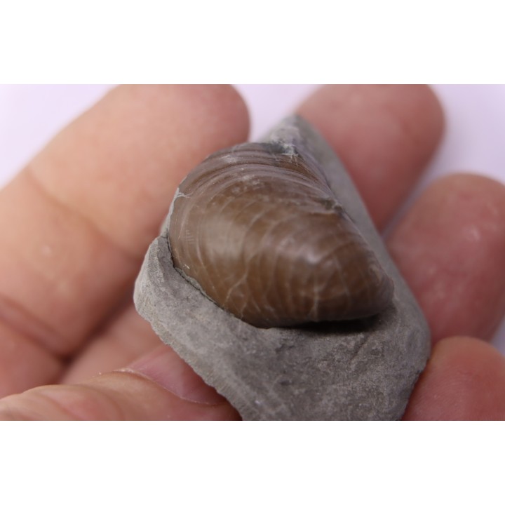Inoceramus concentricus - Albien moyen - ancienne carriere Courcelles, Aube, FRANCE