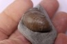 Inoceramus concentricus - middle Albian - Courcelles quarry  Villemoyenne, Aube, FRANCE