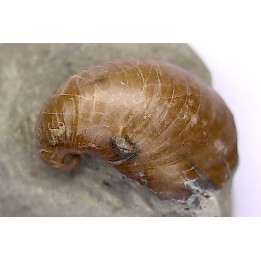 Inoceramus concentricus - middle Albian - Courcelles quarry  Villemoyenne, Aube, FRANCE