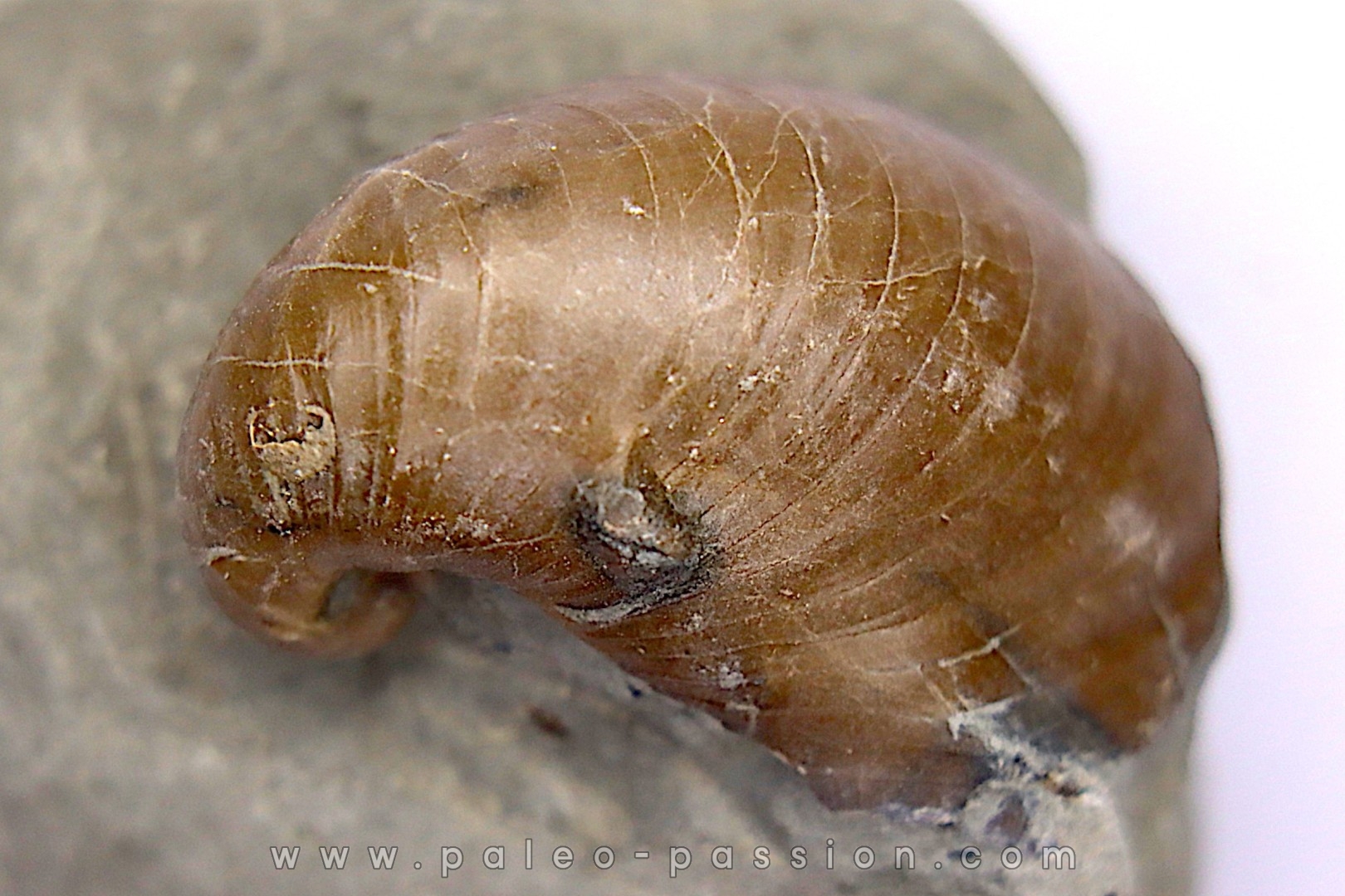 Inoceramus concentricus - Albien moyen - ancienne carriere Courcelles, Aube, FRANCE