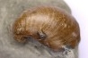 Inoceramus concentricus - middle Albian - Courcelles quarry  Villemoyenne, Aube, FRANCE