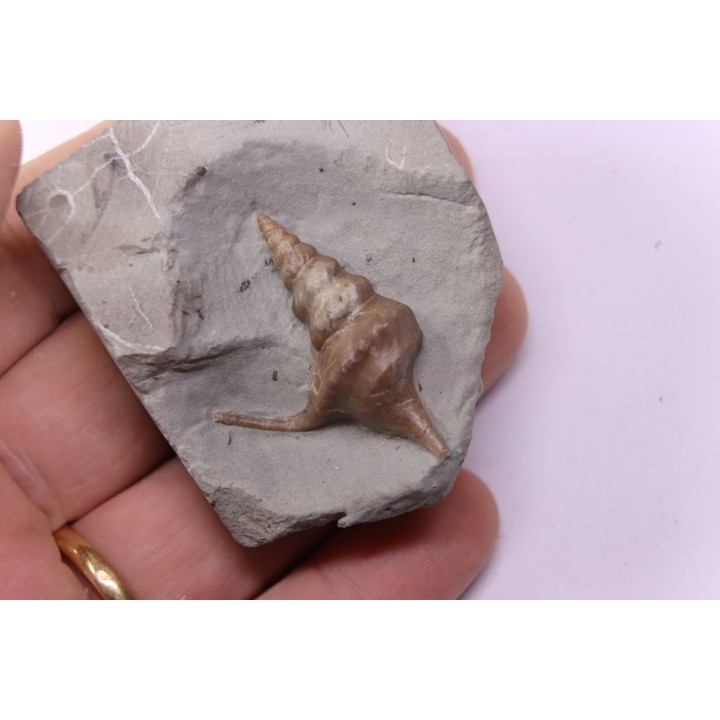 Perissoptera marginata (J. de C. Sowerby, 1836) - Middle Albian - Courcelles quarry,  Villemoyenne, Aube, FRANCE