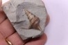 Perissoptera marginata (J. de C. Sowerby, 1836) - Middle Albian - Courcelles quarry,  Villemoyenne, Aube, FRANCE