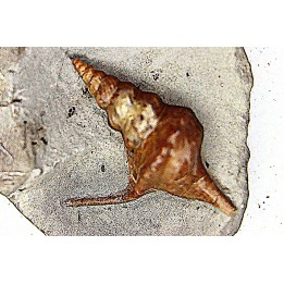 Perissoptera marginata (J. de C. Sowerby, 1836) - Albien moyen - carriere Courcelles,  Villemoyenne, Aube, FRANCE