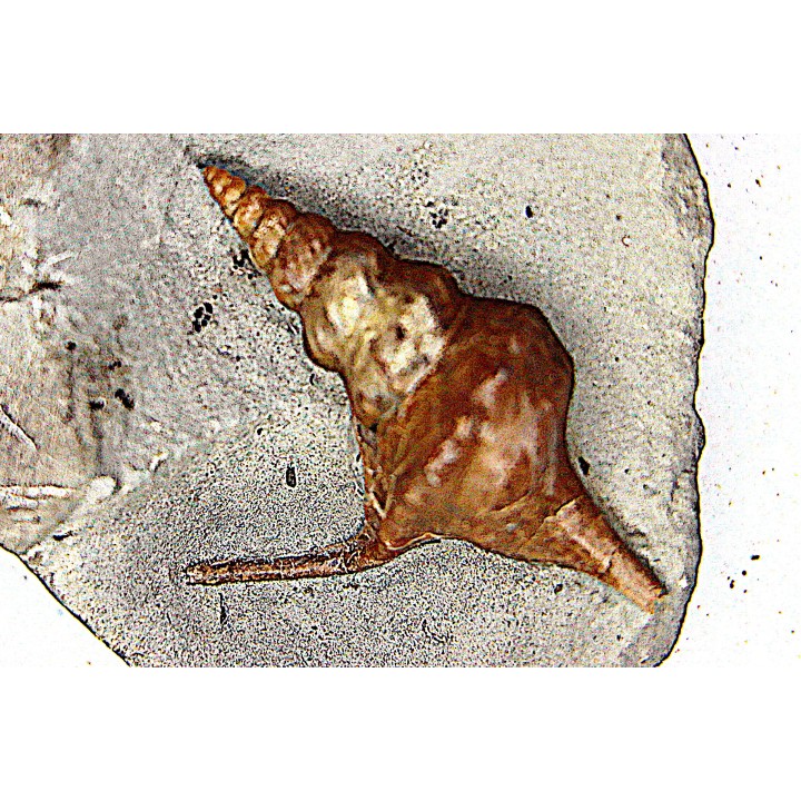 Perissoptera marginata (J. de C. Sowerby, 1836) - Albien moyen - carriere Courcelles,  Villemoyenne, Aube, FRANCE