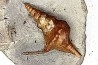 Perissoptera marginata (J. de C. Sowerby, 1836) - Albien moyen - carriere Courcelles,  Villemoyenne, Aube, FRANCE