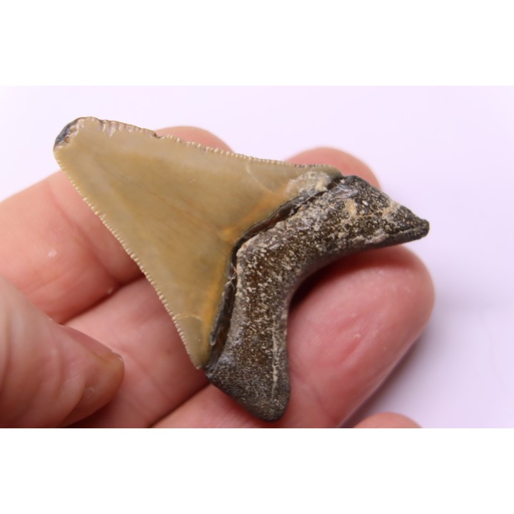 shark teeth: Carcharodon megalodon - Mio-Pliocene, Quezon province, PHILIPPINES
