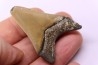 Dent de requin: Carcharodon megalodon, Mio-Pliocene - province de Quezon, PHILIPPINES
