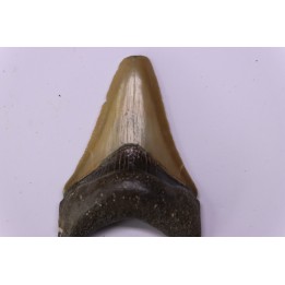 Dent de requin: Carcharodon megalodon, Mio-Pliocene - province de Quezon, PHILIPPINES