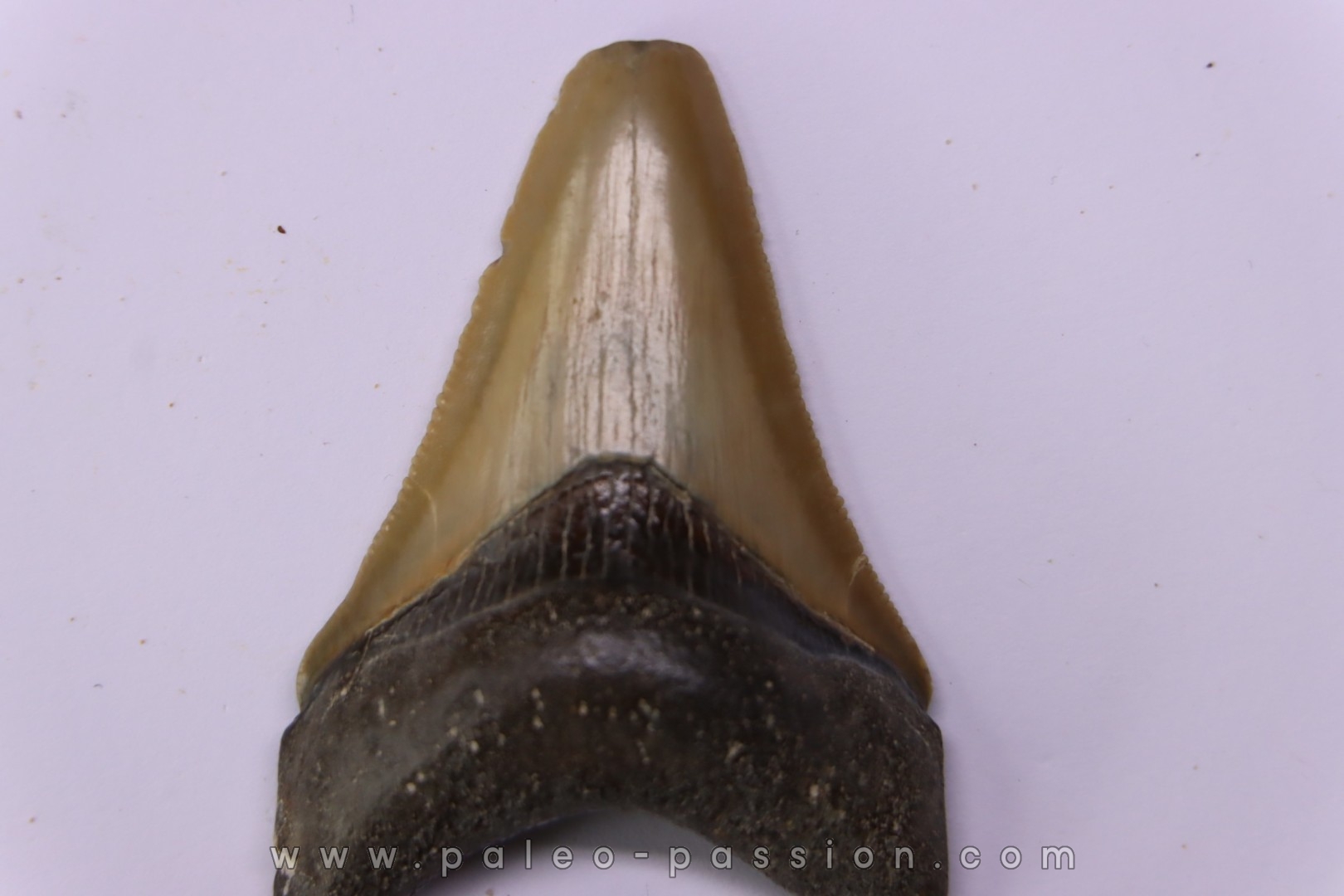 Dent de requin: Carcharodon megalodon, Mio-Pliocene - province de Quezon, PHILIPPINES