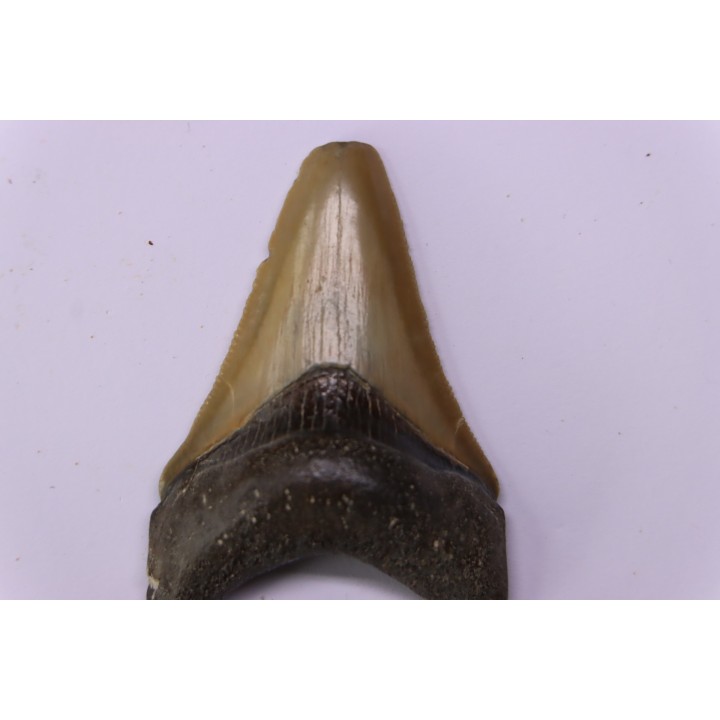 shark teeth: Carcharodon megalodon - Mio-Pliocene, Quezon province, PHILIPPINES