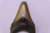 shark teeth: Carcharodon megalodon - Mio-Pliocene, Quezon province, PHILIPPINES