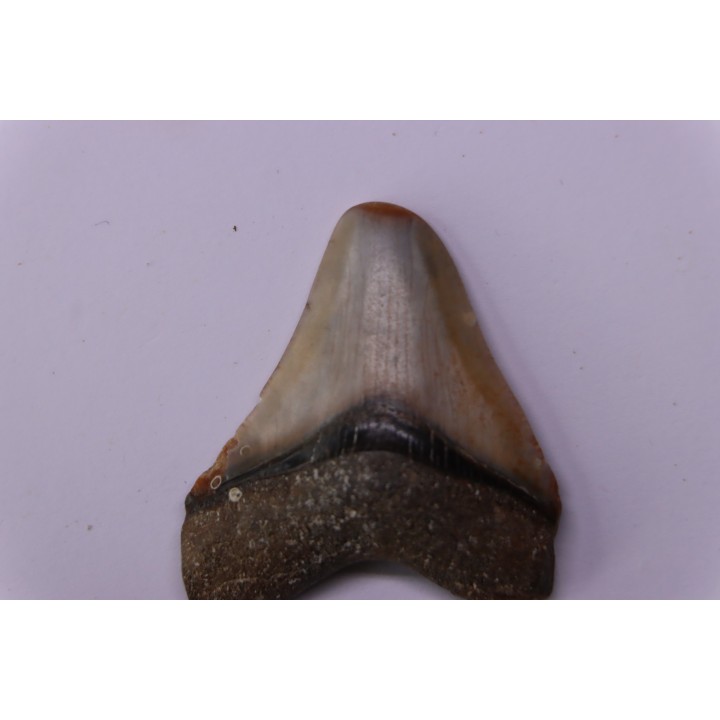 shark teeth: Carcharodon megalodon - Mio-Pliocene, Quezon province, PHILIPPINES