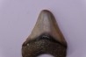 shark teeth: Carcharodon megalodon - Mio-Pliocene, Quezon province, PHILIPPINES