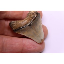 Dent de requin: Carcharodon megalodon, Mio-Pliocene - province de Quezon, PHILIPPINES