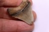 shark teeth: Carcharodon megalodon - Mio-Pliocene, Quezon province, PHILIPPINES