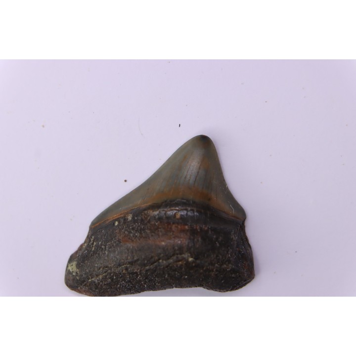 Dent de requin: Carcharodon megalodon, Mio-Pliocene - province de Quezon, PHILIPPINES