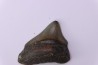 shark teeth: Carcharodon megalodon - Mio-Pliocene, Quezon province, PHILIPPINES