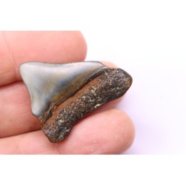shark teeth: Carcharodon megalodon - Mio-Pliocene, Quezon province, PHILIPPINES