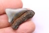 Dent de requin: Carcharodon megalodon, Mio-Pliocene - province de Quezon, PHILIPPINES