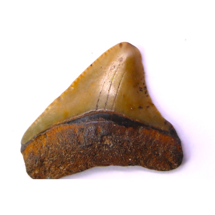 shark teeth: Carcharodon megalodon - Mio-Pliocene, Quezon province, PHILIPPINES