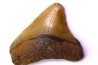 shark teeth: Carcharodon megalodon - Mio-Pliocene, Quezon province, PHILIPPINES