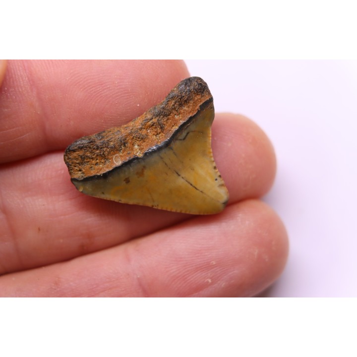 Dent de requin: Carcharodon megalodon, Mio-Pliocene - province de Quezon, PHILIPPINES
