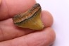 Dent de requin: Carcharodon megalodon, Mio-Pliocene - province de Quezon, PHILIPPINES