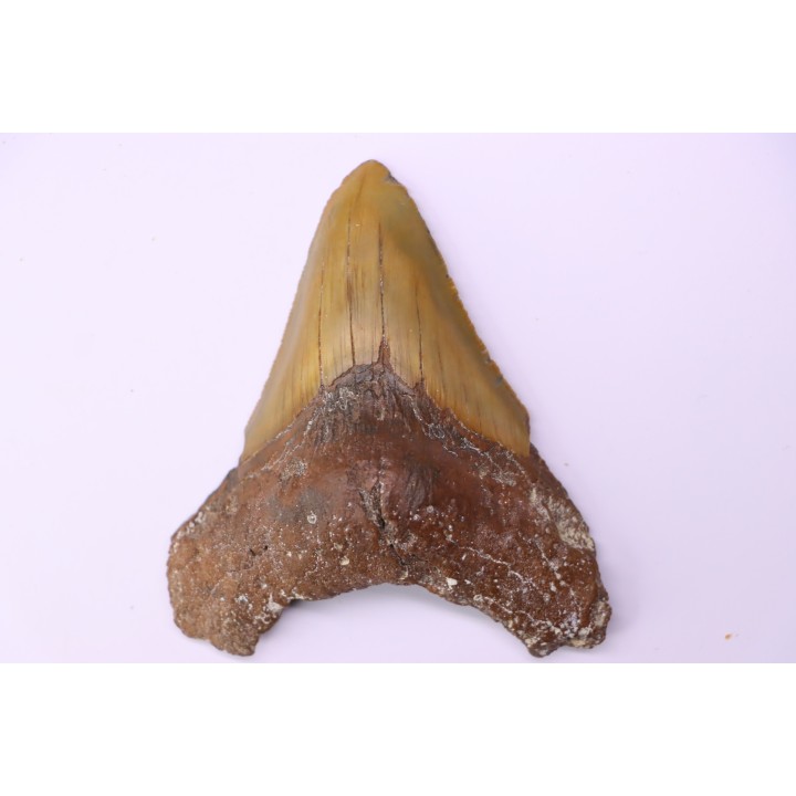 Dent de requin: Carcharodon megalodon, Mio-Pliocene - province de Quezon, PHILIPPINES