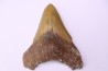 Dent de requin: Carcharodon megalodon, Mio-Pliocene - province de Quezon, PHILIPPINES