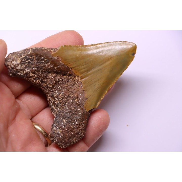 Dent de requin: Carcharodon megalodon, Mio-Pliocene - province de Quezon, PHILIPPINES