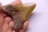 Dent de requin: Carcharodon megalodon, Mio-Pliocene - province de Quezon, PHILIPPINES