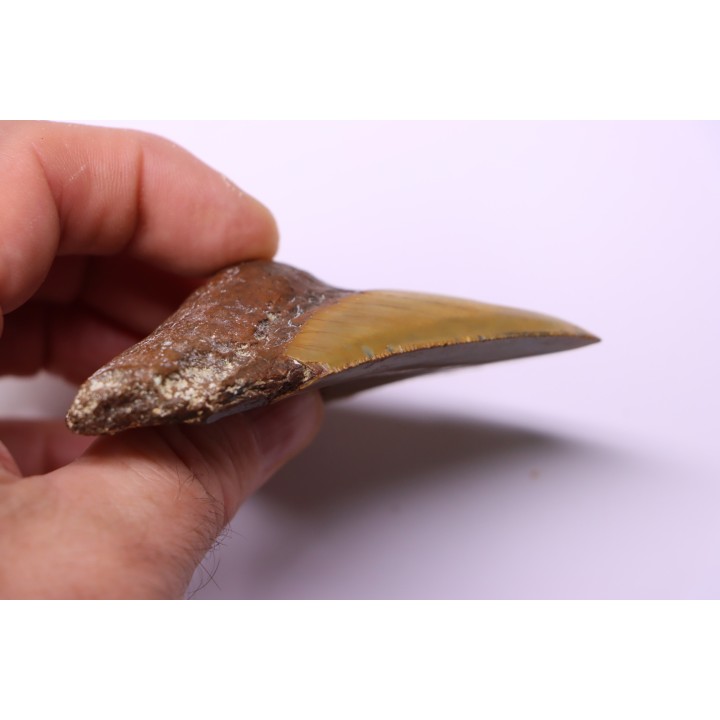 Dent de requin: Carcharodon megalodon, Mio-Pliocene - province de Quezon, PHILIPPINES