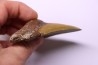 shark teeth: Carcharodon megalodon - Mio-Pliocene, Quezon province, PHILIPPINES