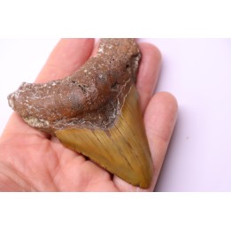 Dent de requin: Carcharodon megalodon, Mio-Pliocene - province de Quezon, PHILIPPINES