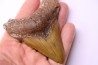shark teeth: Carcharodon megalodon - Mio-Pliocene, Quezon province, PHILIPPINES