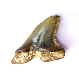 shark teeth: Hemipristis serra - Mio-Pliocene, Quezon province, PHILIPPINES