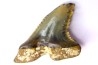 shark teeth: Hemipristis serra - Mio-Pliocene, Quezon province, PHILIPPINES