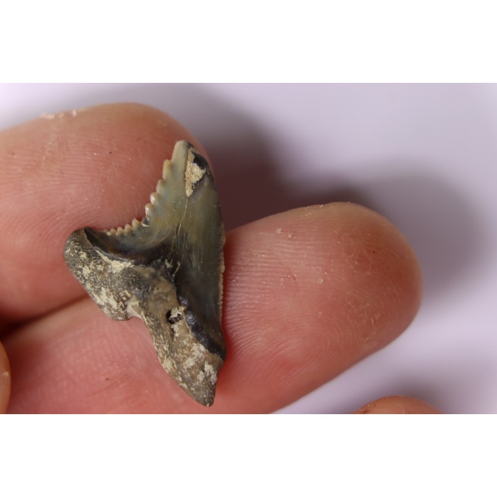 shark teeth: Hemipristis serra - Mio-Pliocene, Quezon province, PHILIPPINES