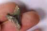 Dent de requin: Hemipristis serra, Mio-Pliocene - province de Quezon, PHILIPPINES