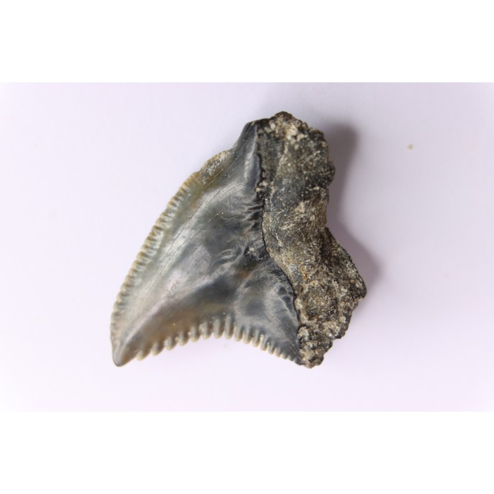 Dent de requin: Hemipristis serra, Mio-Pliocene - province de Quezon, PHILIPPINES